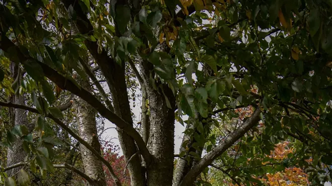 Image: 'The Inspiration of Trees'