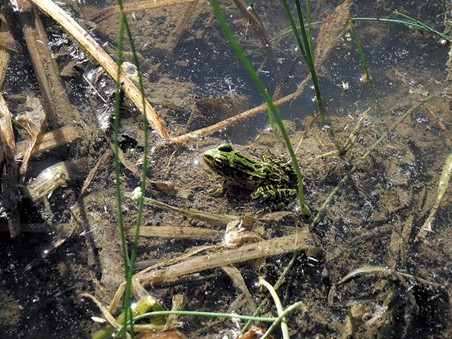 Northern leopard frog - ETHAN DE SEIFE