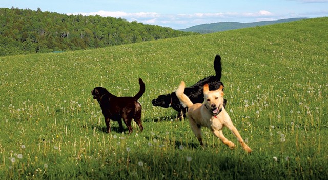 Dogs playing on a grassy hill - JEFF NOVAK