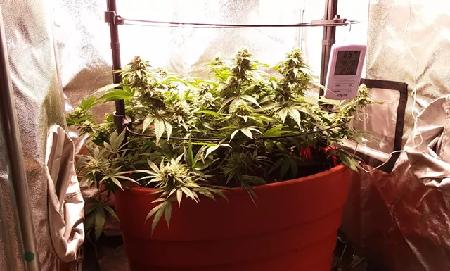 A Class Proves That Growing Cannabis Is Anything But Simple