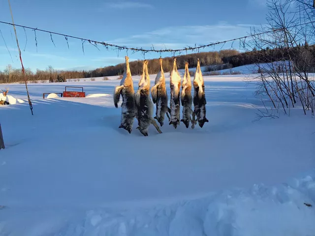 One Controversial Coyote Hunt Is Canceled, and Another Crops Up