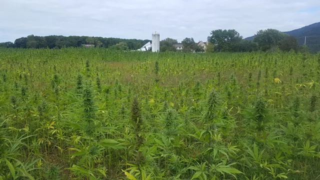Vermont Hemp Company Responds to &lsquo;Unfounded&rsquo; Lawsuit