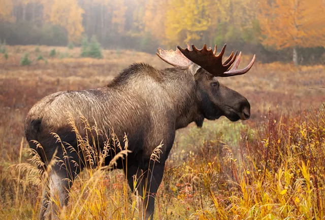 A Sharply Reduced Vermont Moose Hunt Gets Preliminary Approval