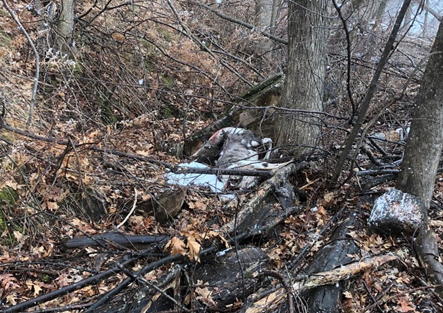 The dead animal, believed to be a deer, found on Lake Champlain in the New North End last week. - COURTESY OF: DERYK ROACH