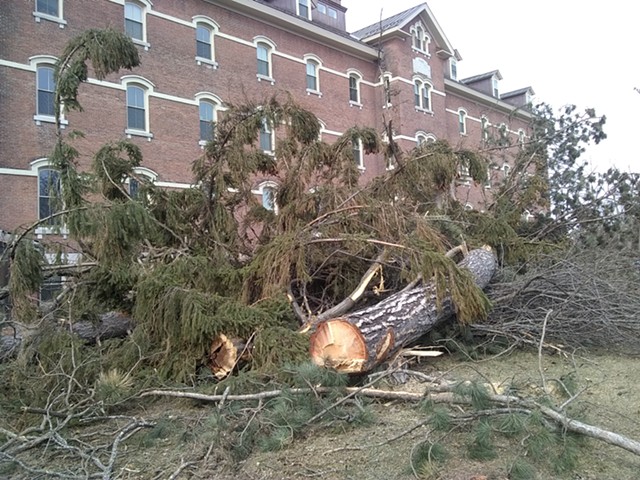 Trees felled in front of Liberty House - KATIE JICKLING