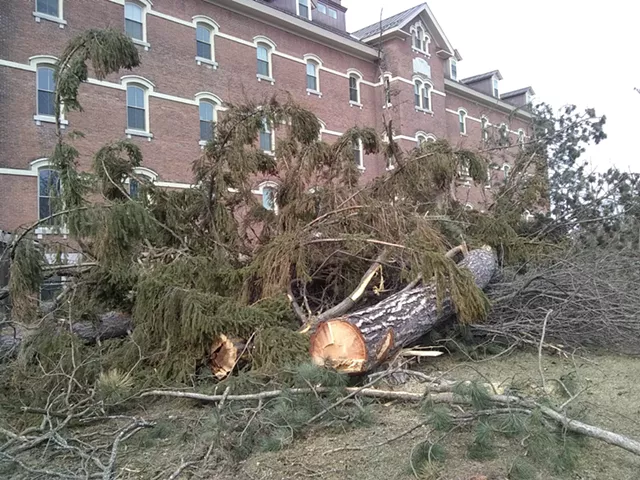 Cambrian Falling: Trees Felled at Burlington Development Site