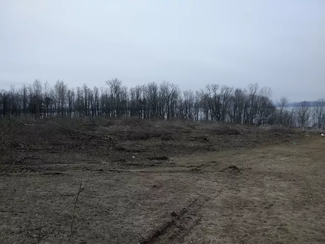 Cambrian Falling: Trees Felled at Burlington Development Site