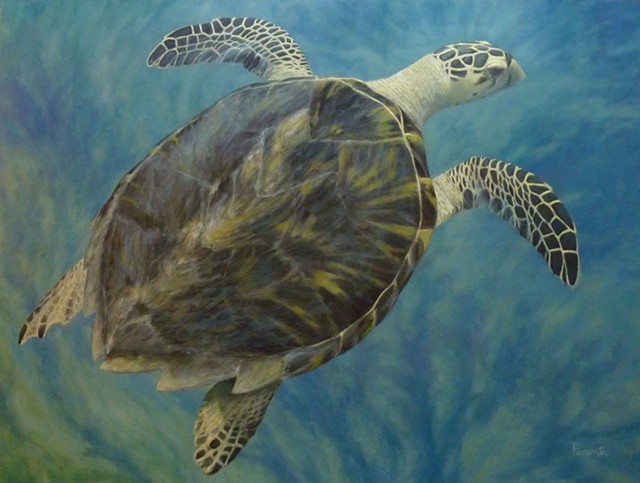"Hawksbill Sea Turtle" by Susan Parmenter - IMAGES COURTESY OF THE GALLERY AT CENTRAL VERMONT MEDICAL CENTER