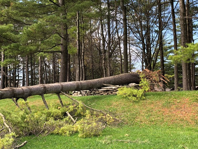 A fallen tree at Shelburne Museum - COURTESY OF SHELBURNE MUSEUM