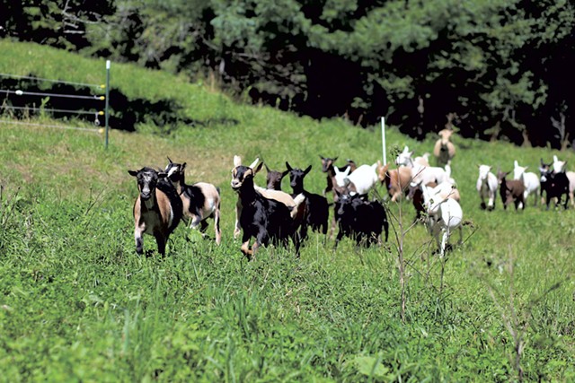 Goats at Sweet Doe Dairy - SARAH  PRIESTAP