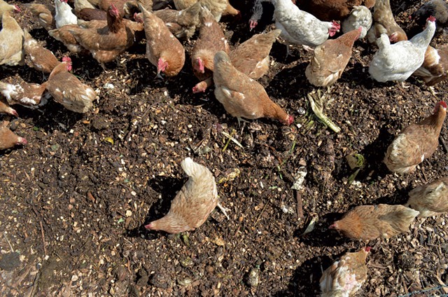 Chickens feeding at Perfect Circle Farm - TAYLOR DOBBS