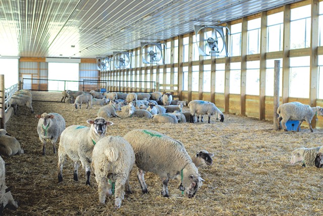 Sheep in one of the barns at the Binding Site's farm in Benson - SARA TABIN