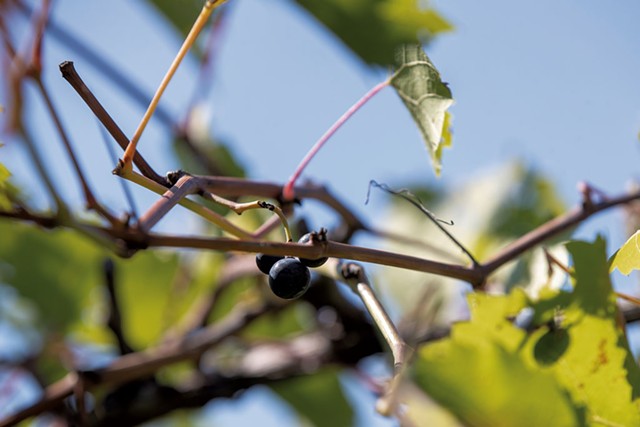 Grapes on the vine at Shelburne Vineyard - JAMES BUCK