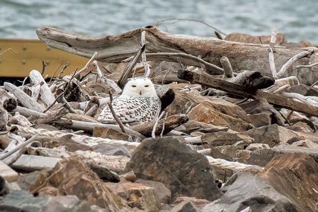 A snowy owl at Waterfront Park - COURTESY OF KYLE TANSLEY