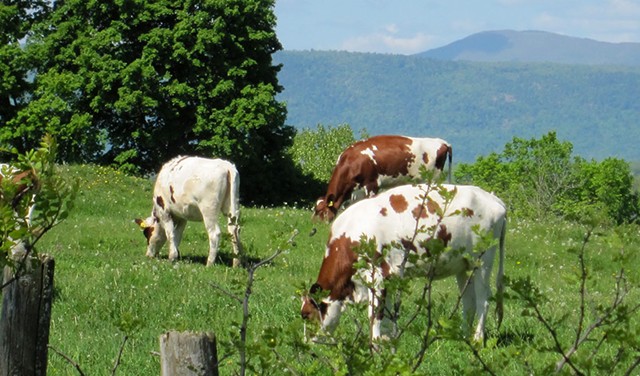 Cows at Blue Spruce Farm - © CABOT CREAMERY CO-OPERATIVE
