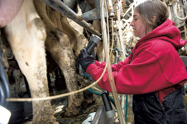 Chelsea Edgar attaching a milking machine - CALEB KENNA