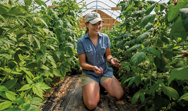 Alisha Utter examining the raspberries growing in one of the high tunnel greenhouses - GLENN RUSSELL