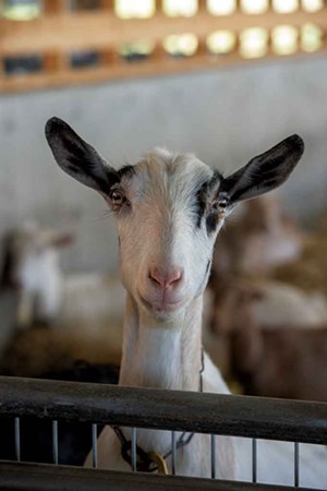 Dairy goats at Jasper Hill Farm - JEB WALLACE-BRODEUR