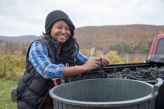 Krista Scruggs harvesting grapes in Huntington for her ZAFA Wines - JAMES BUCK