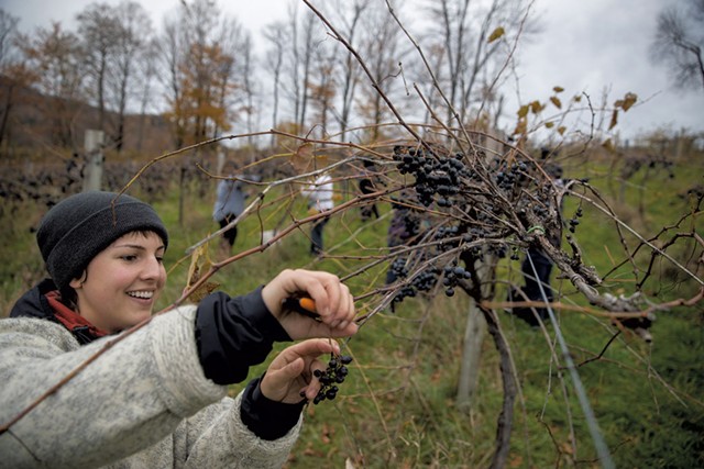 Allison Mattox harvesting grapes for ZAFA Wines in Huntington - JAMES BUCK