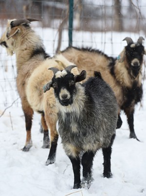 Kiko goats at Marble Hill Farm - JEB WALLACE-BRODEUR