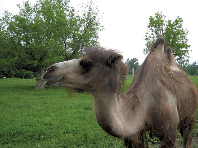 Oliver the camel - FILE PHOTO