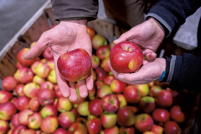 Champlain Orchards apples - CALEB KENNA