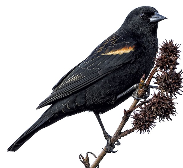 Red-winged blackbird - &copy; DREAMSTIME/MARK HRYCIW