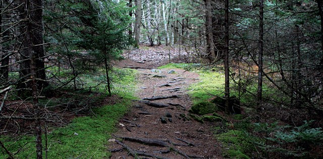 A path through woods at Barr Hill Natural Area - TRISTAN VON DUNTZ