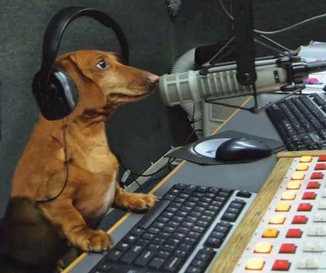 In Memoriam: Hobbes, Canine Host of the "Bruce & Hobbes" Radio Show