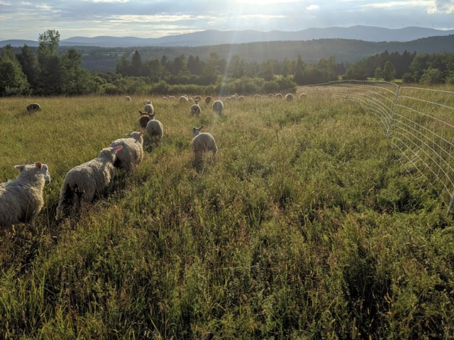 Vermont Open Farm Week - COURTESY OF OPEN FARM WEEK