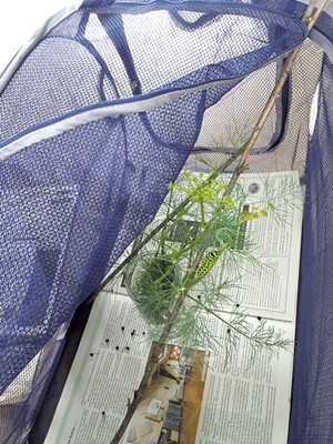 A caterpillar with dill in the altered clothes hamper - ELIZABETH M. SEYLER