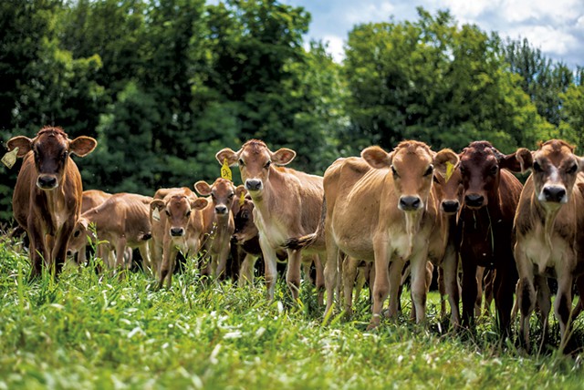 Meet Kate Turcotte, Head Cheesemaker at Shelburne Farms - UVM Food Feed