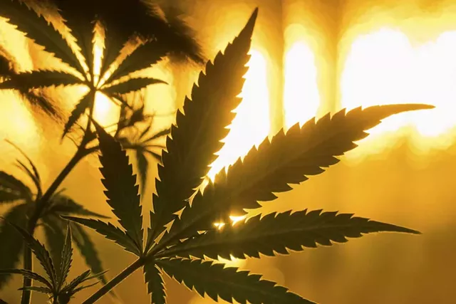 Marijuana Legalization Advocates Plan Ads, Increased Push