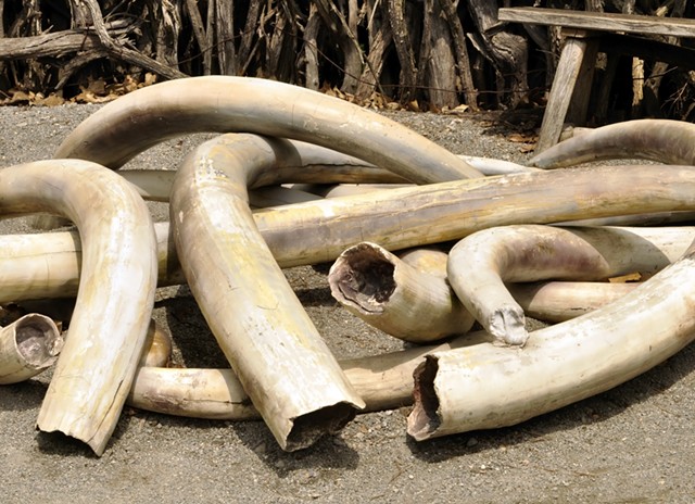 Some items made from ivory tusks would be banned. - SVETLANA FOOTE | DREAMSTIME.COM