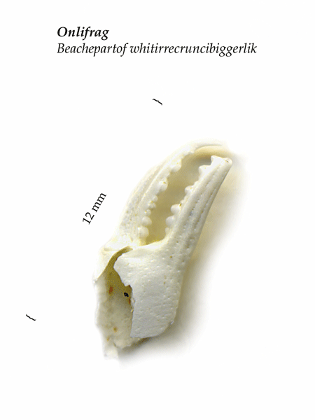 Special Collections: Brian Collier's Teeny Tiny Things
