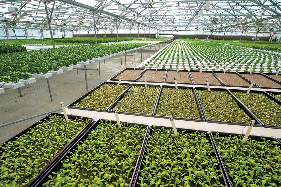 Green Mountain Harvest Hydroponic - JEB WALLACE-BRODEUR