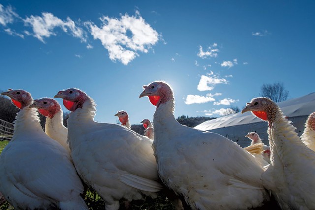 Turkeys at Maple Wind Farm in 2019 - GLENN RUSSELL ©️ SEVEN DAYS