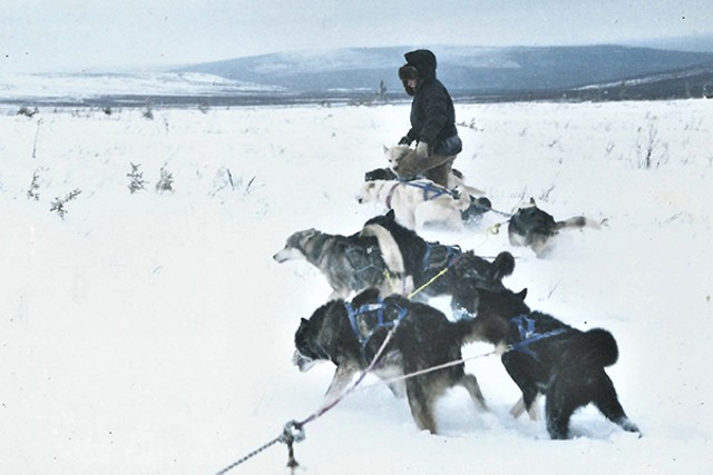 Bathsheba Demuth with sled dogs - COURTESY OF THE GUND INSTITUTE
