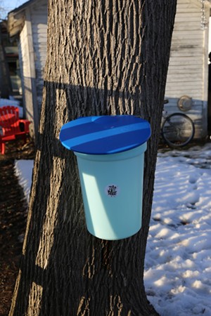 A Tap O.N.E bucket hung on an ash tree as part of a tree-tapping demonstration - JORDAN BARRY ©️ SEVEN DAYS