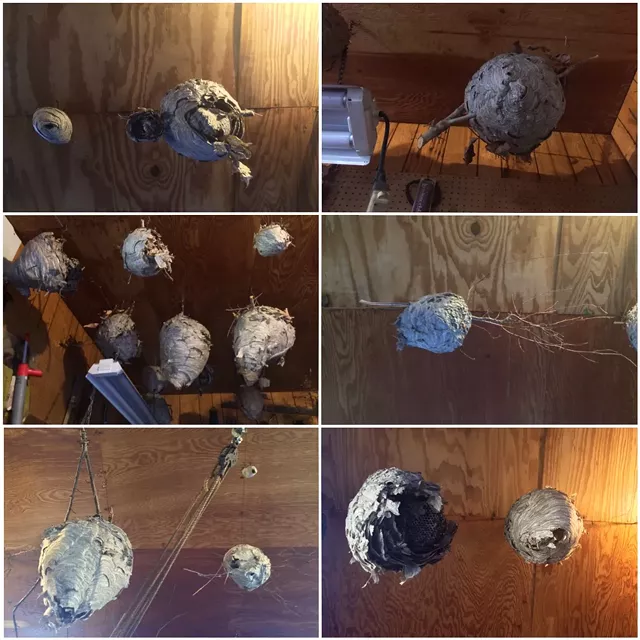 Special Collections: The Nests of Baxter Doty
