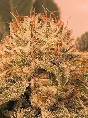 Cannabis plant - MATT LEONETTI