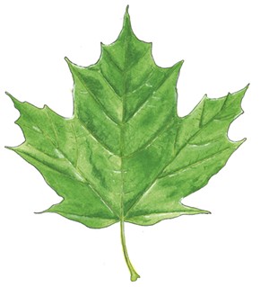 Sugar Maple, Acer saccharum -  - JEANIE WILLIAMS
