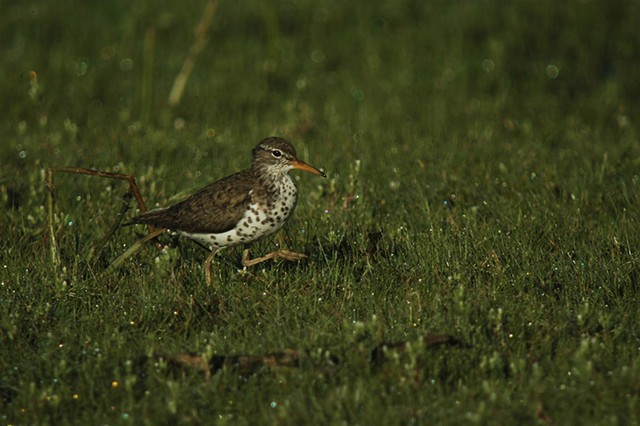 Spotted sandpiper - COURTESY OF SPENCER HARDY