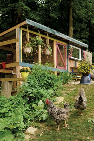 Michelle Fongemie's backyard chicken coop in Hinesburg - BEAR CIERI