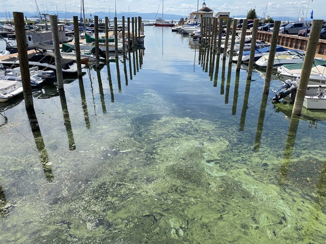 Cyanobacteria on the Burlington waterfront - MATTHEW ROY ©️ SEVEN DAYS