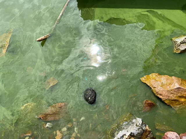 An Extensive Blue-Green Algae Bloom Closes Beaches in Burlington (4)