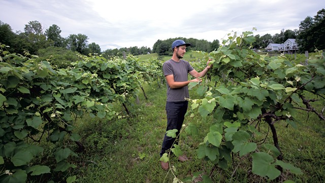 Stephen Wilson inspecting grapes in a Hinesburg vineyard - DARIA BISHOP