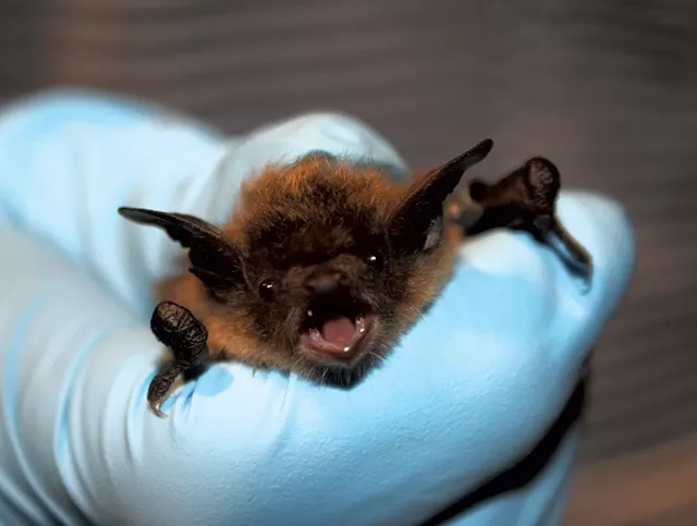 Vermont Fails to Protect Bats from Pesticides, Suit Claims