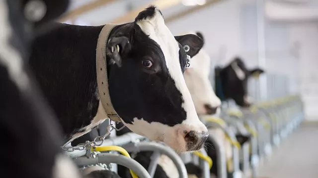Organic Dairy Farmers Win a Six-Month Reprieve From Horizon